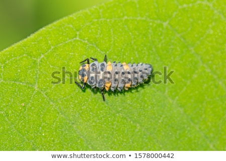 Stock photo: Ladybird Larvae