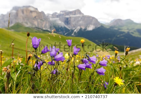 Stock photo: Dolomiti - Flowered Meadow