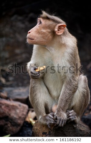 Stock foto: Adult Mail Monkey Eating Food In Bamboo Forest South India