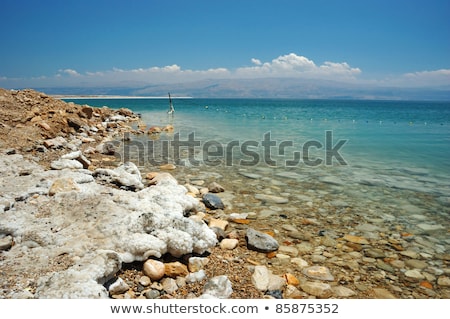 Stok fotoğraf: Dead Bush In Dead Sea