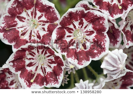 Stock fotó: Mountain Laurel Flowers Minuet Macro