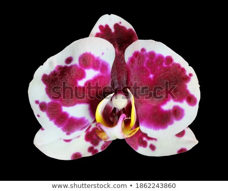 ストックフォト: Closeup White Orchid Phalaenopsis Cultivars Hybrid Flower