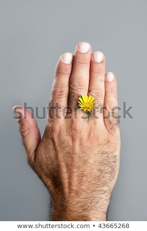 Stockfoto: Oncept · En · Contrast · Van · Harige · Man · Hand · En · Bloem