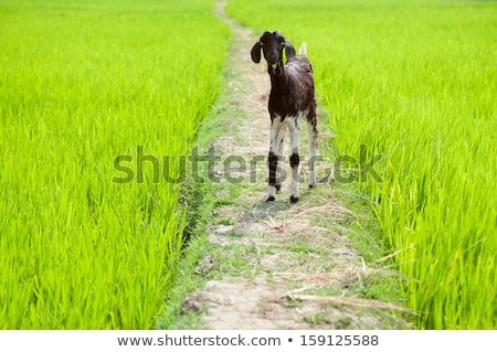 Foto d'archivio: Baby Goat At Rice Field South India