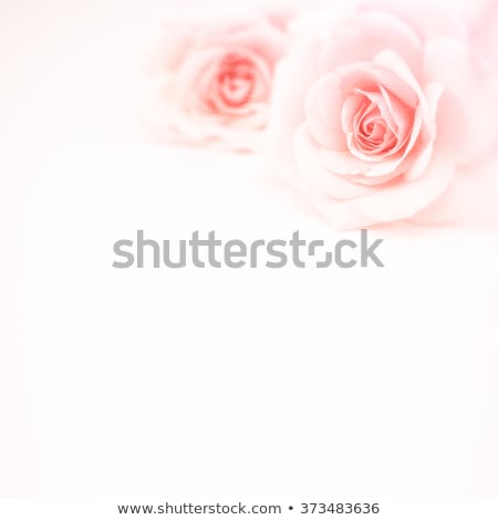 Stock photo: Abstract Macro Shot Of Beautiful Pink Rose Flower