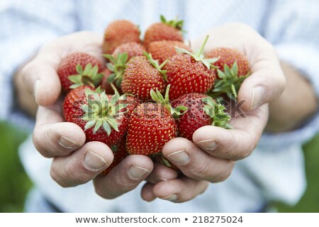 Foto stock: Senior Man On Allotment Holding Freshly Picked Strawberries