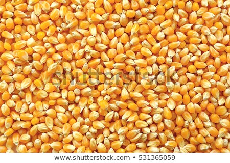 ストックフォト: Dried Corn Kernels Background Texture