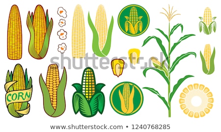 Foto stock: Maize Corn Ear On Stalk