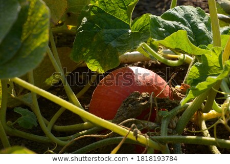 Stockfoto: Red Kuri Squash Growing In Garden