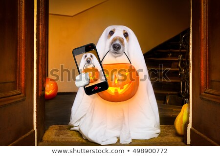 Foto stock: Halloween Pumpkin Witch Dog Selfie