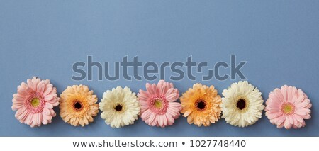 Foto stock: A Row Of Multi Colored Buds Of Gerberas Isolated On A Blue Background