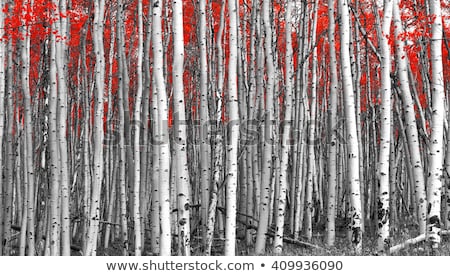 Stockfoto: Autumn Landscape With Birch Forest In The Mountains