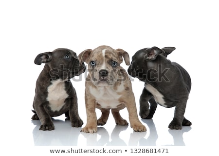 Stock photo: 3 American Bully Dogs Laying And Standing Together