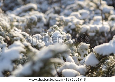 Foto d'archivio: Snowy Winter Abstract Background With Fluffy Fir Branches