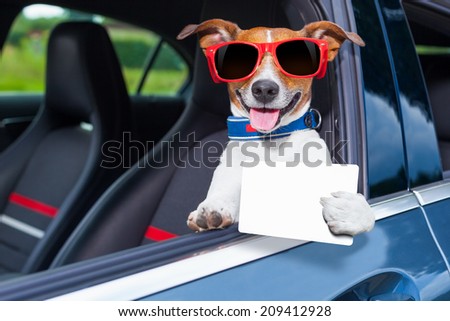 商業照片: Dog Drivers License Driving A Car