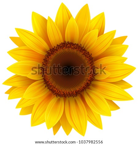 Stock photo: Sunflowers
