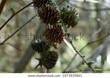 Foto stock: A Twig Of Mountain Ash And Pine Branch With Cone On Snow Backgro