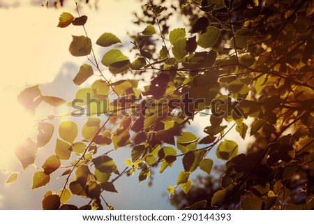 ストックフォト: Sunlight Coming Through Tree Branches With Yellow Leaves Closeup