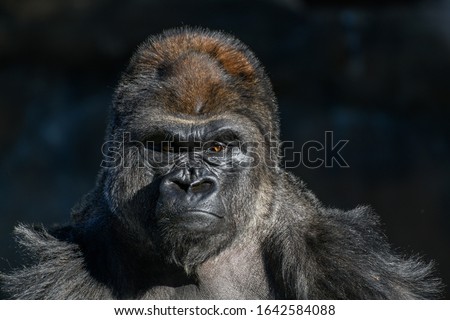 Stock photo: Gorilla