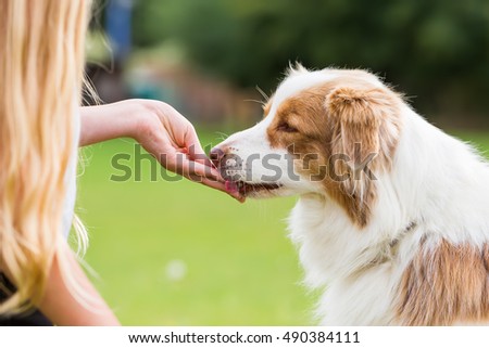 Stok fotoğraf: Hungry Dog With Treat