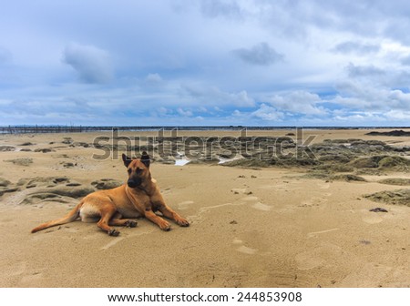 Stockfoto: Dog Watching At Empty Negative Space