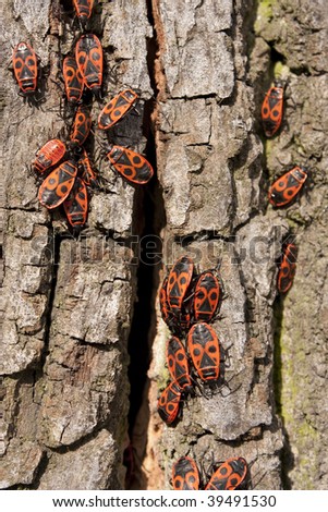 Foto stock: Eterópteros · na · árvore