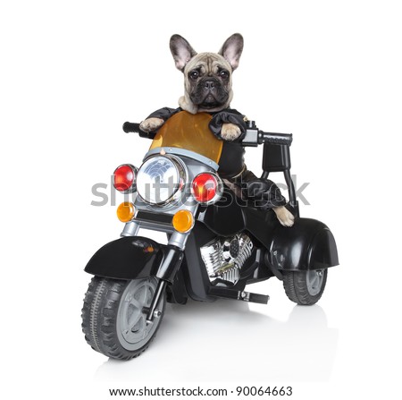 Stok fotoğraf: Motorbike Dog