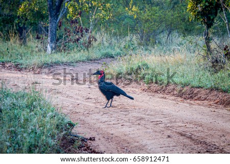 Stock photo: Southern Ground Hornbill Walking On The Dirt