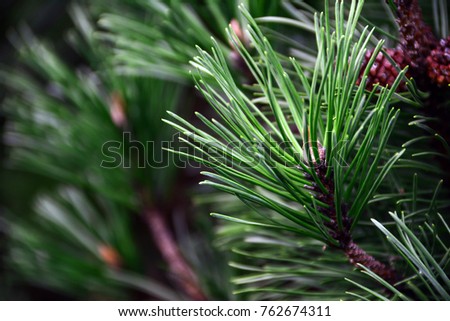 Stok fotoğraf: Young Green Conifer Branches Close Up With Blur On White Background