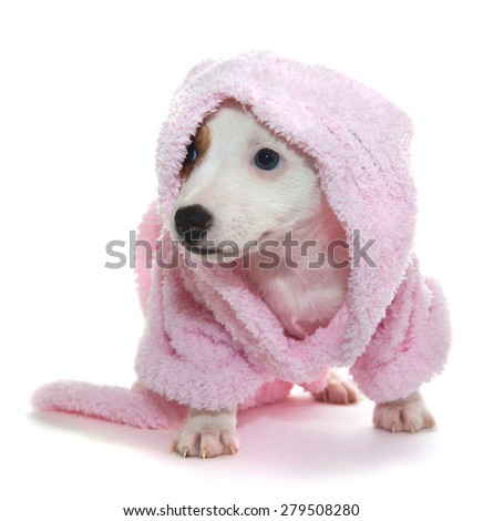 ストックフォト: Dog With A Bathrobe Dressing Gown