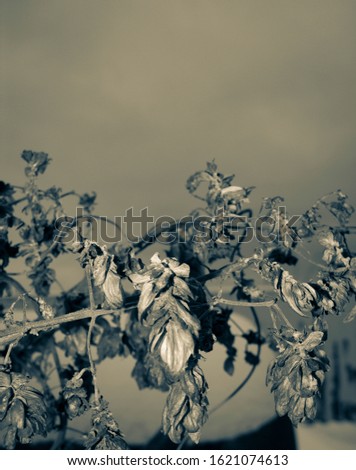 Stock foto: After The Eruption Of The Volcano Plants Covered With Ash From A Volcano