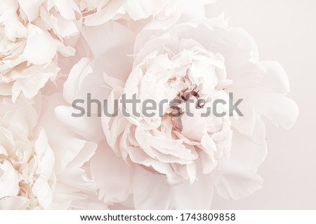 Stock photo: Blooming Peony Flowers As Floral Art Background Botanical Flatlay And Luxury Branding