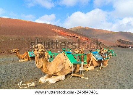 ストックフォト: Camels At Timanfaya National Park Wait For Tourists For A Guided