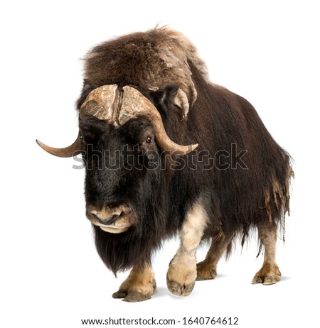 Сток-фото: Muskox