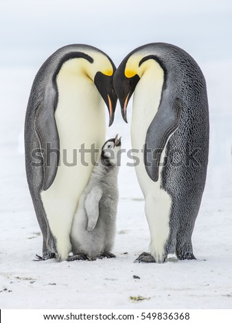 Stock photo: Emperor Penguins