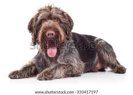 Foto stock: German Pointer Lying On The White Studio Floor And Looking Up