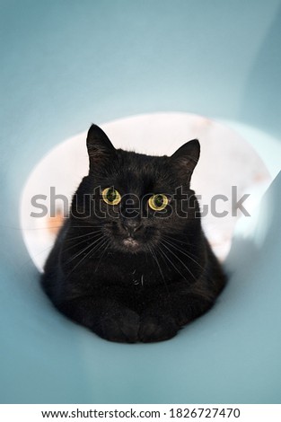 [[stock_photo]]: Blue Brit Cat In A White Studio