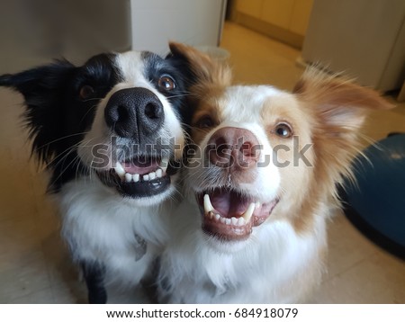 商業照片: Couple Of Two Dogs In Love