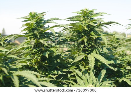 Stockfoto: Medical Cannabis Crop Almost Ready For Harvesting