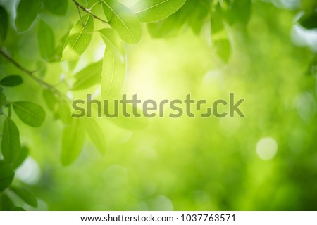 Stock photo: Green Tree In The Nature