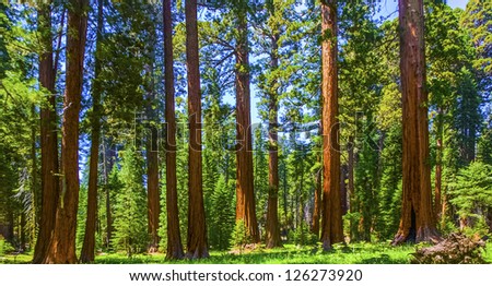 ストックフォト: Famous Big Sequoia Trees Are Standing In Sequoia National Park