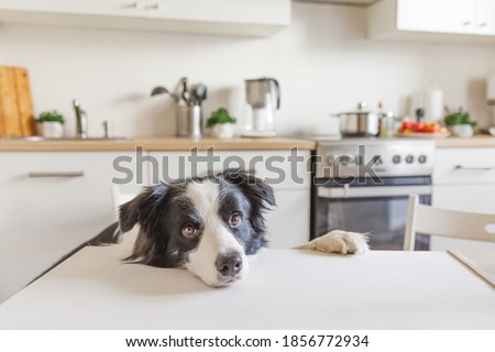 Foto stock: Hungry Dog