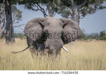 Stock fotó: Elephant Standing In High Grass In Chobe