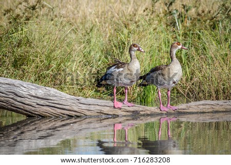 Stock fotó: Two Egyptian Geese Standing On A Piece Of Wood