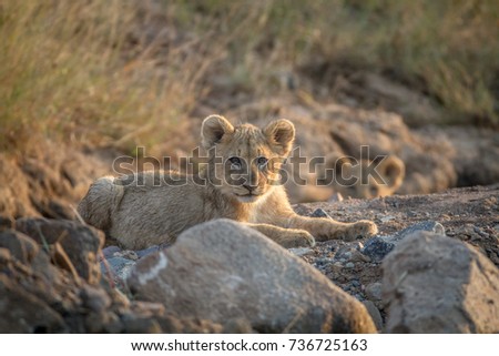 Foto stock: Two Lion Cubs Laying In A Dry Riverbed