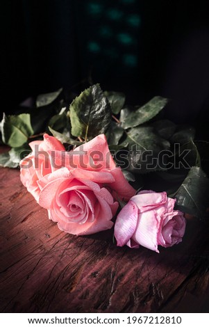 Сток-фото: Black Blooming Garden Rose Flower At Sunset Floral Beauty Backg