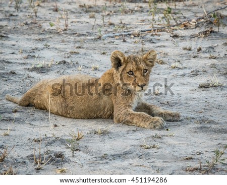 Zdjęcia stock: Lion Cub Laying In The Dirt In The Sabi Sabi Game Reserve