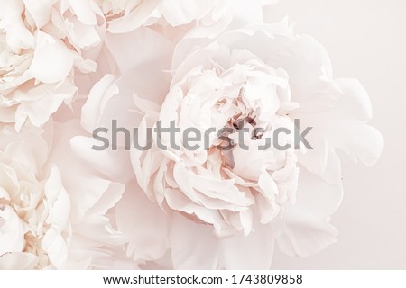 Stock fotó: Blooming Peony Flowers As Floral Art Background Botanical Flatlay And Luxury Branding