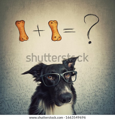 Foto stock: Intelligent Smart Dog With An Idea