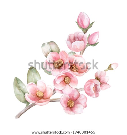 Stok fotoğraf: Greeting Card From Fresh Twig Of Apricot Tree On A White Background